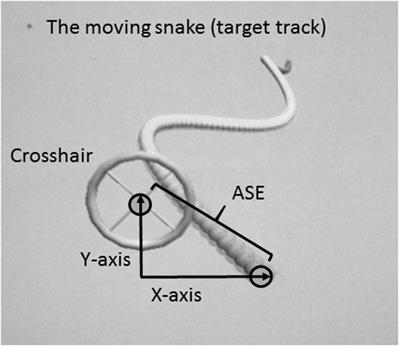 Transfer of Motor Learning Is More Pronounced in Proximal Compared to Distal Effectors in Upper Extremities